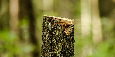 Kiedy można wyciąć drzewo bez zezwolenia? Oto zasady-4904