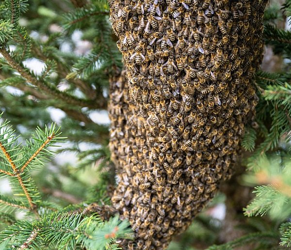 Rój pszczół pod dachem, mieszkańcy nie dowierzali. Jak reagować?-5377