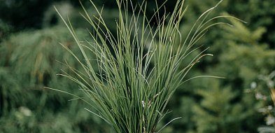 Najlepsza trawa żubrowa - smak i właściwości tej wyjątkowej rośliny-6113