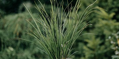 Najlepsza trawa żubrowa - smak i właściwości tej wyjątkowej rośliny-6113